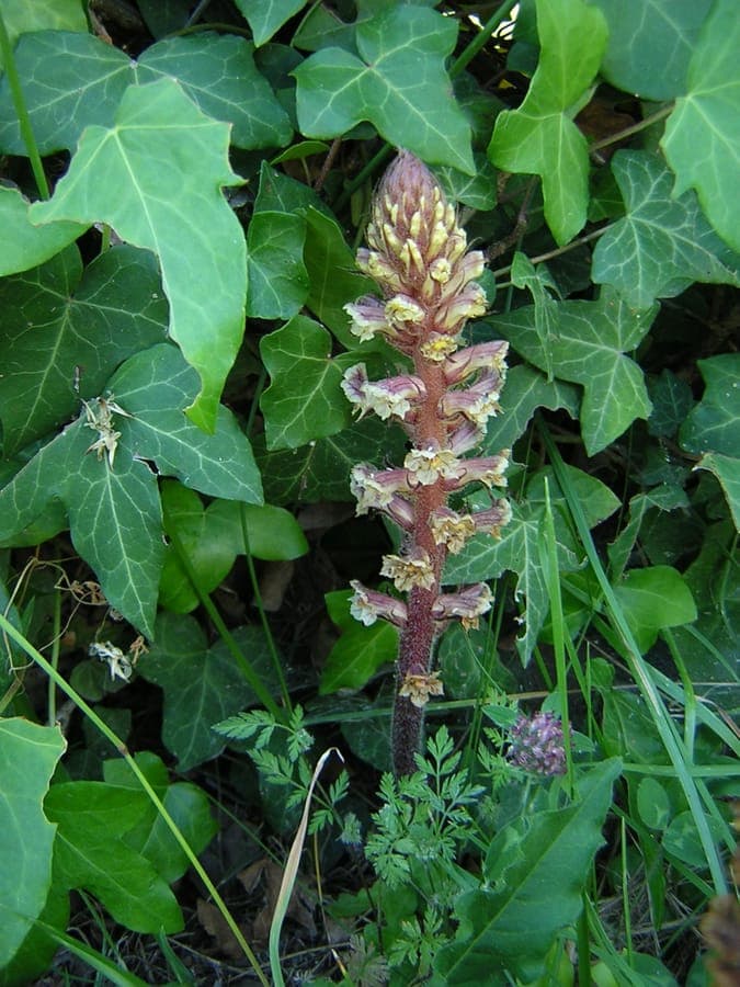 Orobanche hederae-Bluten auf Efeu