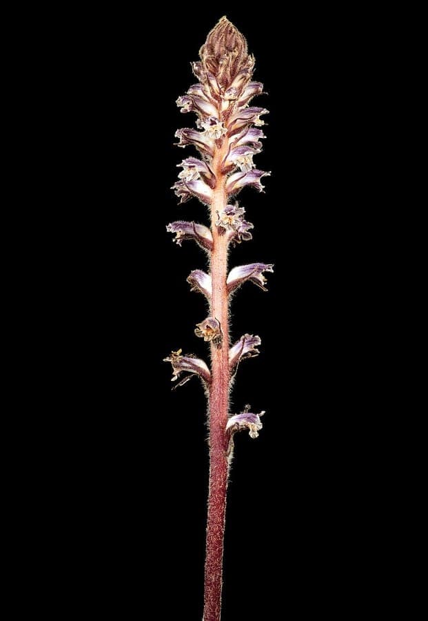 Orobanche minor flowers with purple coloration