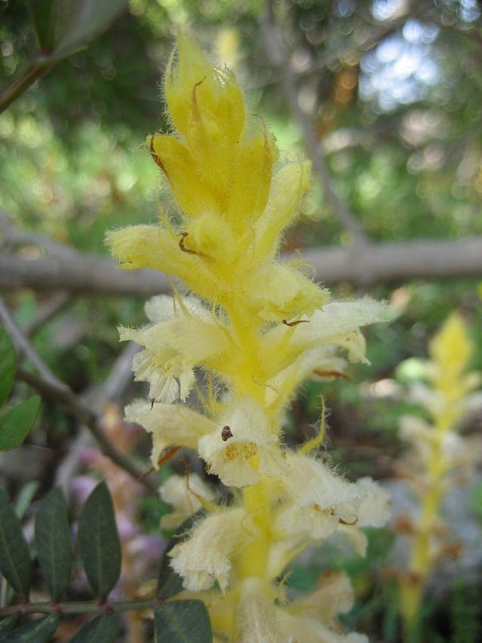 Orobanche pubescens displaying brown-red flowers on grassland