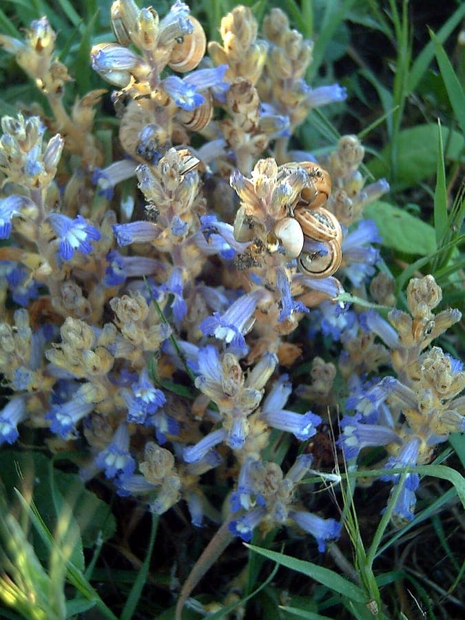 Hemp broomrape flowering