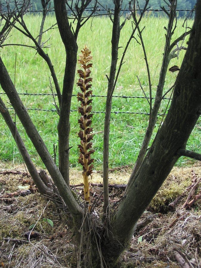 Ginster-Sommerwurz purpur gelbe Bluete