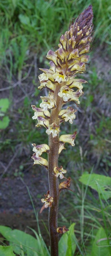 Orobanche reticulata met purpere bloemen op distel