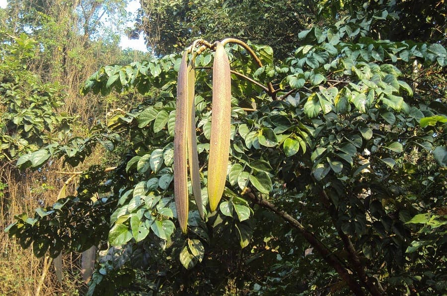 Oroxylum indicum tree with large green pinnate leaves