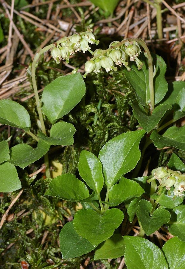 Orthilia secunda with fine, cup-shaped white flowers in a cascade