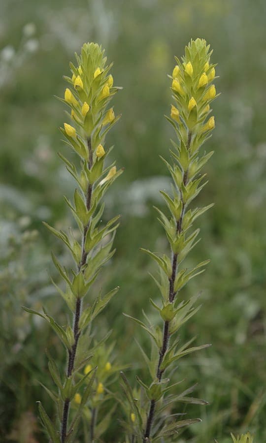 Gele bloemen van Orthocarpus luteus op een prairie-weide