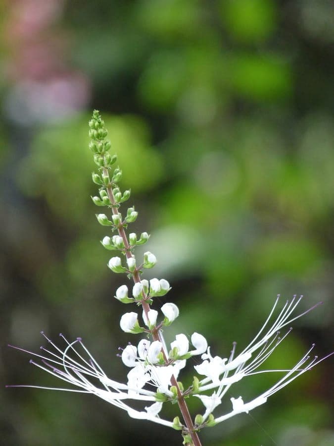Whiskerplant Orthosiphon aristatus flowers with characteristic long stamens