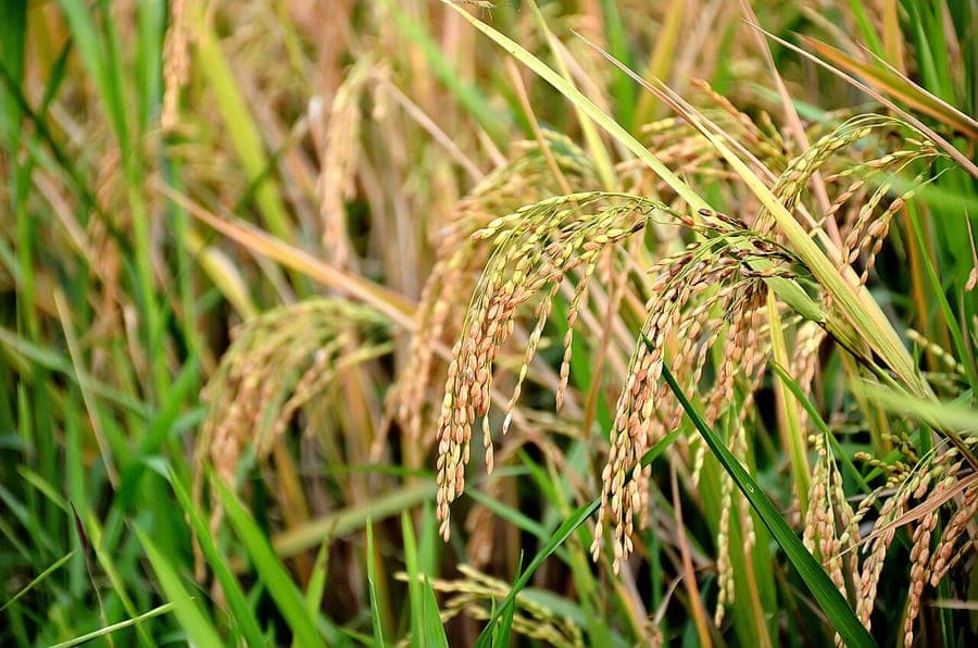 Oryza sativa rice paddies with flowering seed heads
