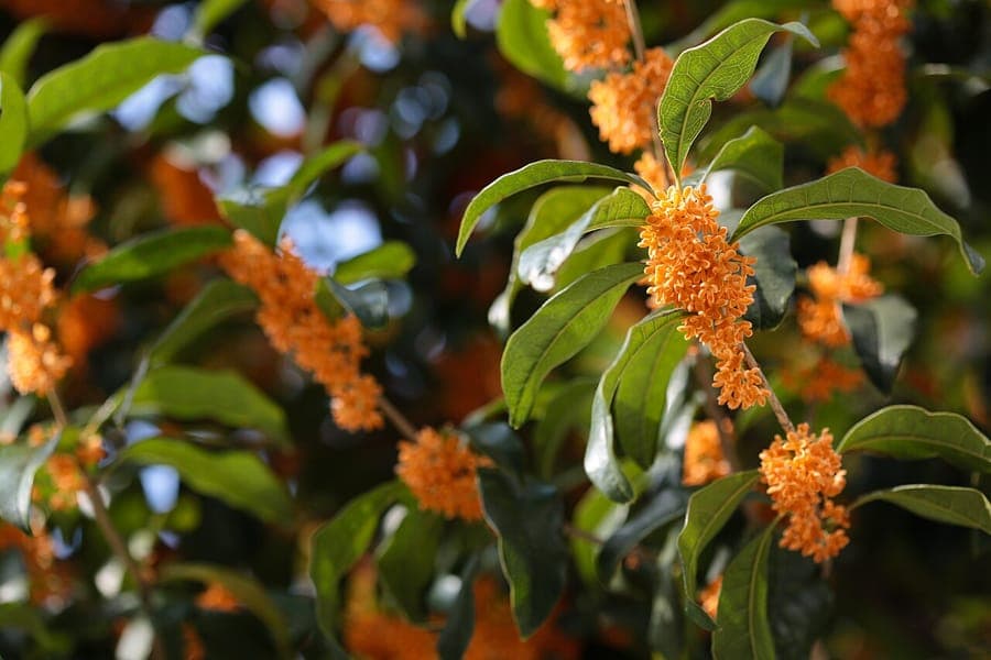 Geurige Osmanthus met kleine witte geurige bloemen tussen glanzende bladeren