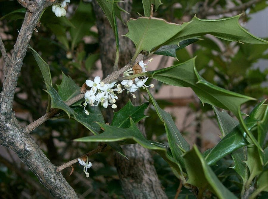 Osmanthus heterophyllus mit duftenden weißen Blüten und stacheligen Blättern