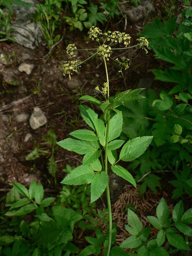 Osmorhiza occidentalis plant with delicate white flowers
