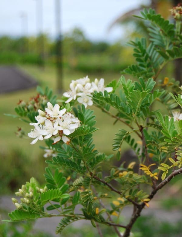 Weisse Blueten von Osteomeles anthyllidifolia