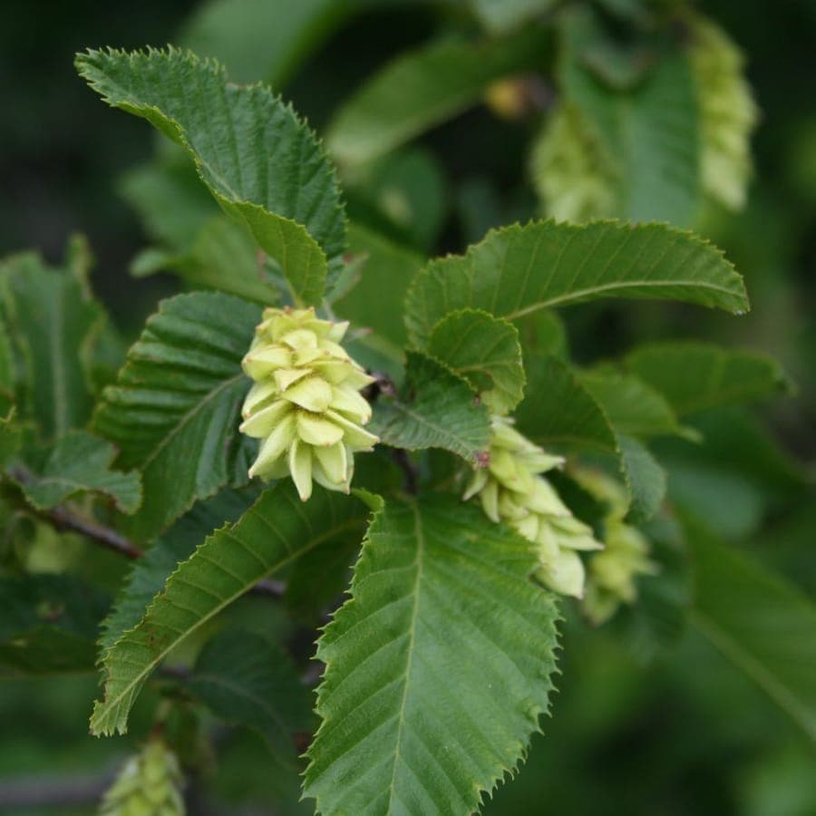 Ostrya carpinifolia with characteristic hop-like fruits