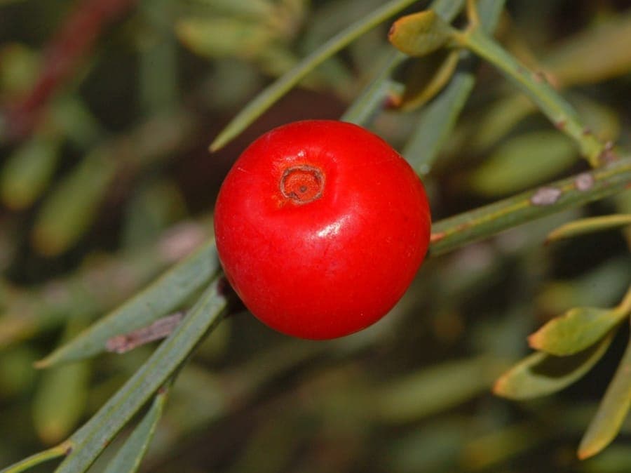 White Osyris berries and foliage detail
