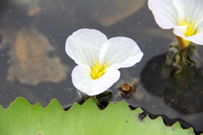 Plante Ottelia alismoides dans l'eau avec feuilles vertes