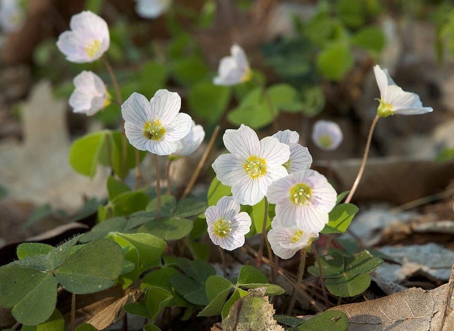 Oxalis acetosella with white flowers and heart-shaped leaves