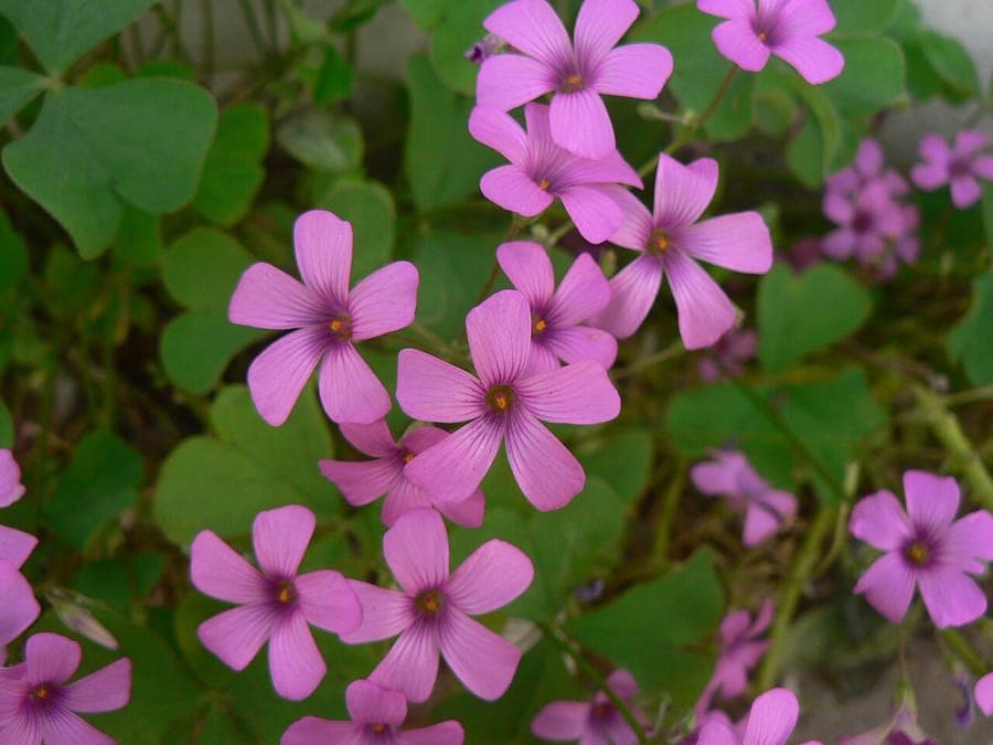 Oxalis articulata with pink flowers and clover-like leaves