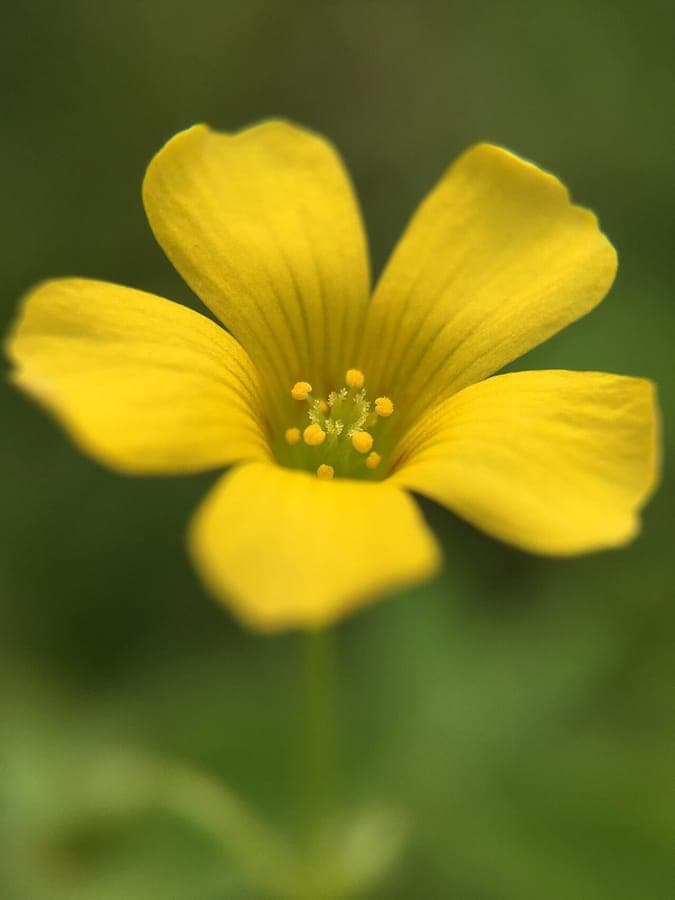 Oxalis corniculata bloemen en bladeren