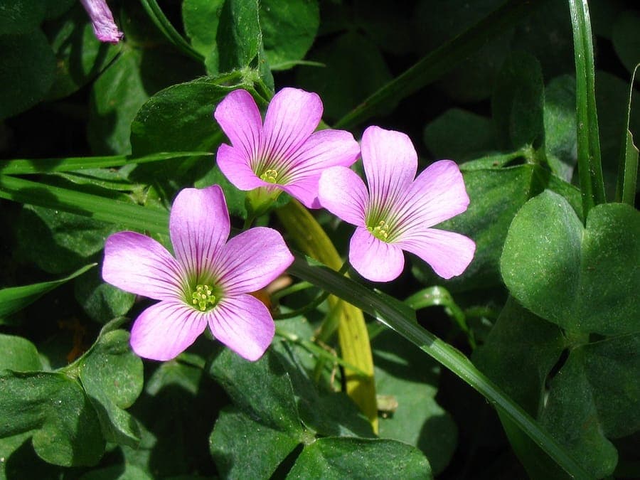 Oxalis debilis with pink flowers