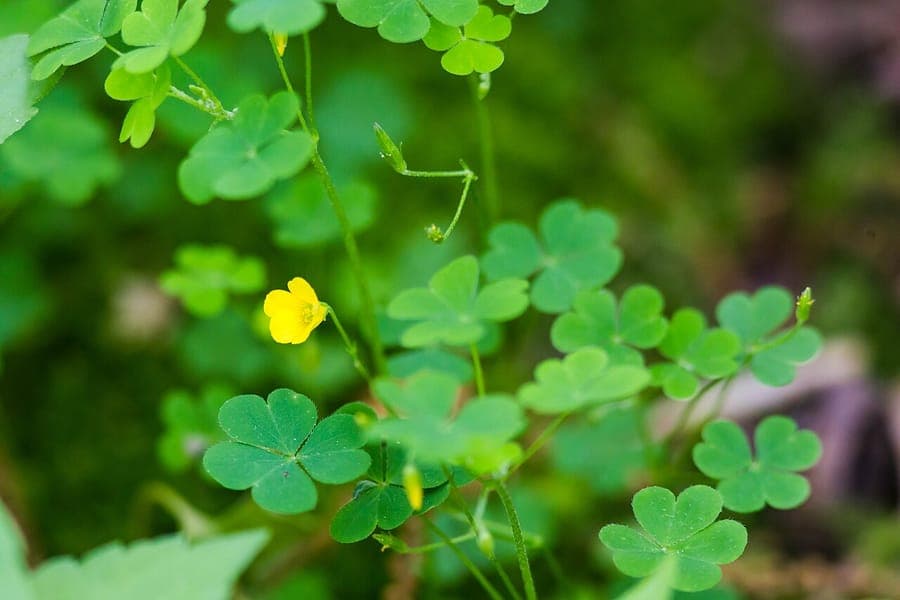 Oxalis dillenii with yellow flowers and slender foliage