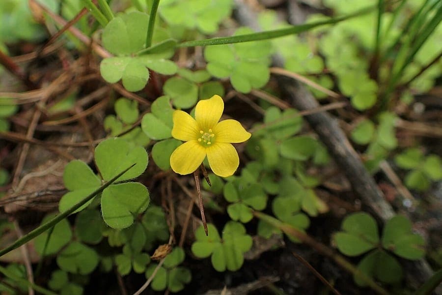 Kleine goldgelbe Bluten von Oxalis exilis auf gruentem Laub