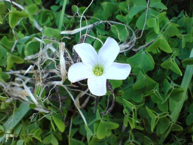 Zartes rosa-violettes Bluten des Oxalis incarnata in voller Blute