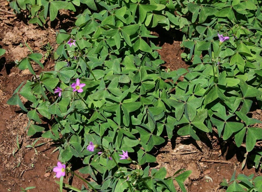 Oxalis latifolia with broad leaves and delicate flowers
