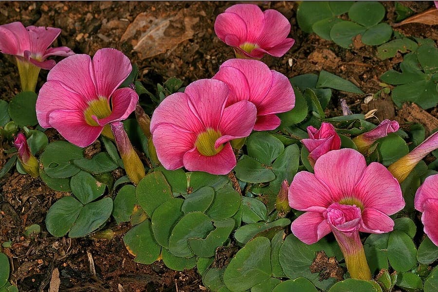 Purple woodsorrel flower with deep magenta petals