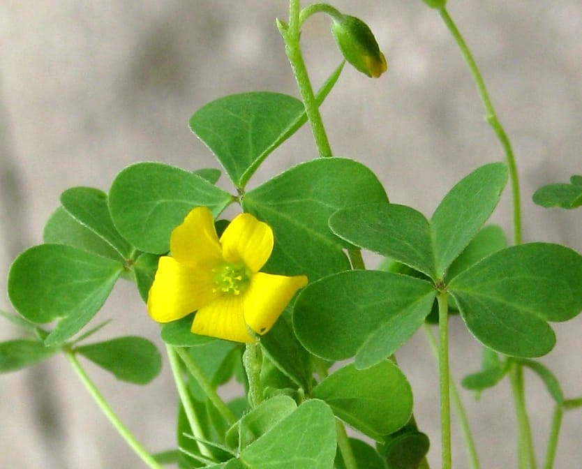Oxalis stricta met gele bloemen en groene bladeren