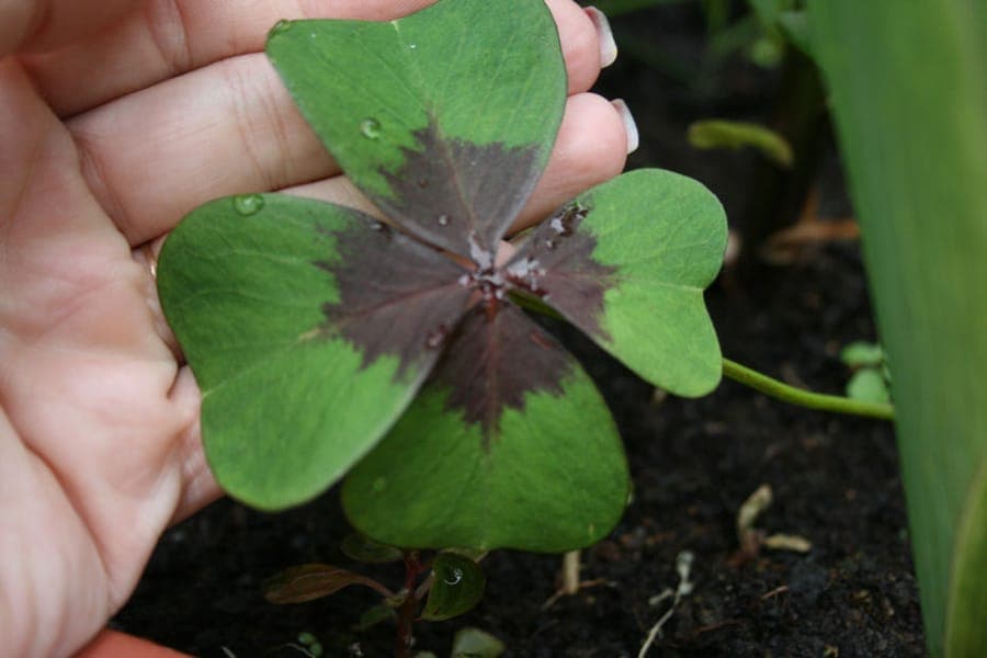 Oxalis tetraphylla Glucksklee mit rosa Bluten