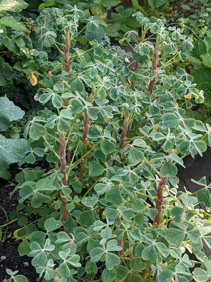Oca plant with characteristic clover-like leaves and yellow flowers