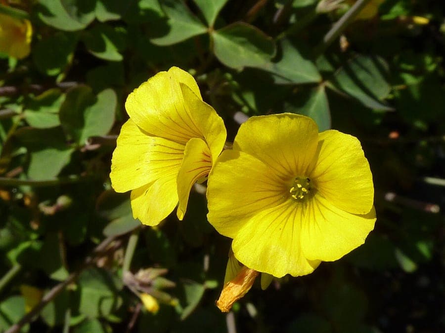 Oxalis valdiviensis plant met gele bloemen