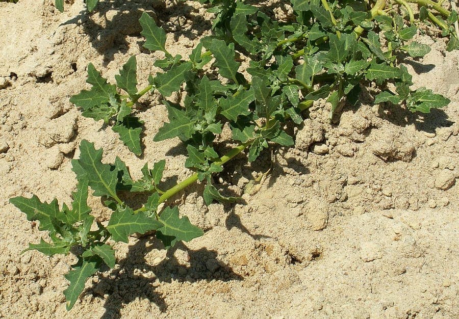 Oxybasis glauca mit graugrunen Blattern und charakteristischen Blattformen