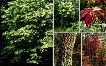 Oxydendrum arboreum with white hanging flowers and green foliage