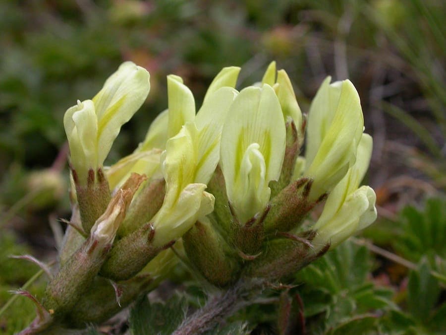 Gelbe Blueten des Feld-Spitzkeils in alpiner Wiese