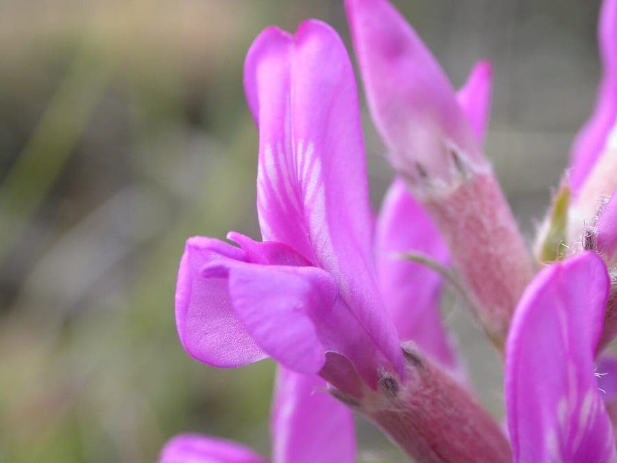 Oxytropis lambertii avec ses fleurs violettes sur la prairie