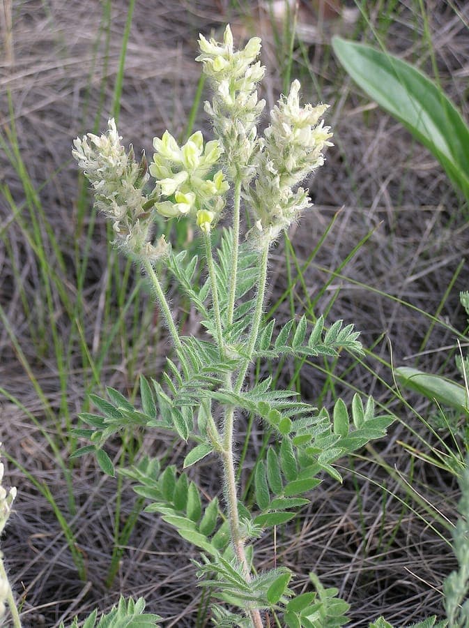Oxytropis pilosa wollige hokjespleul in bloei