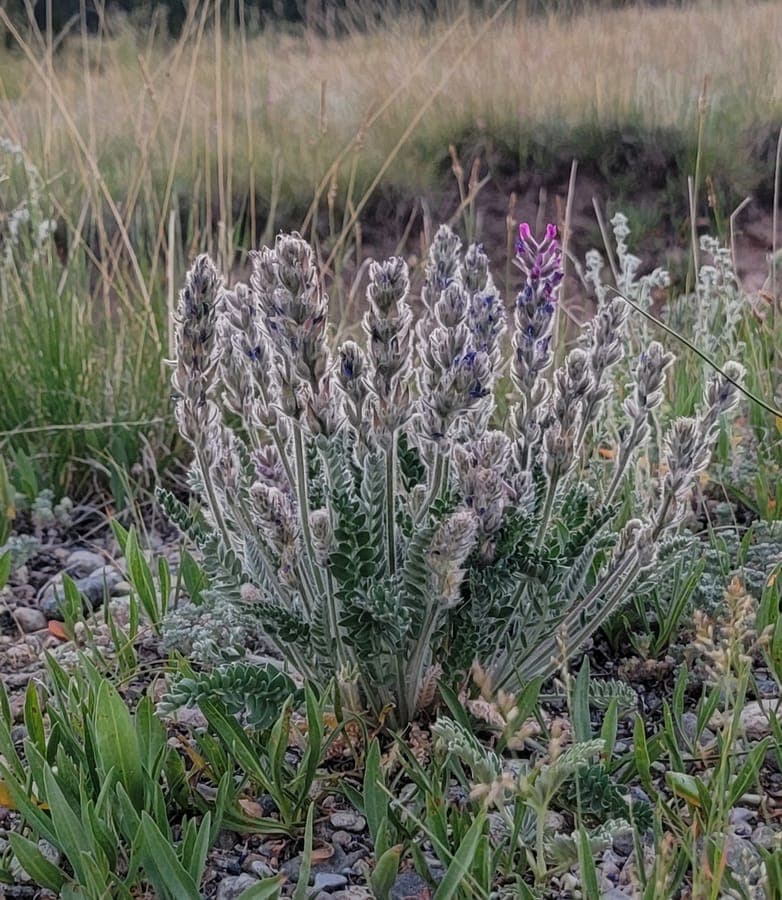 Oxytropis splendens en fleur avec son feuillage argente et ses epis violets