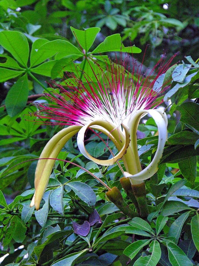 Pachira aquatica boom met karakteristieke vleesvormige bladeren