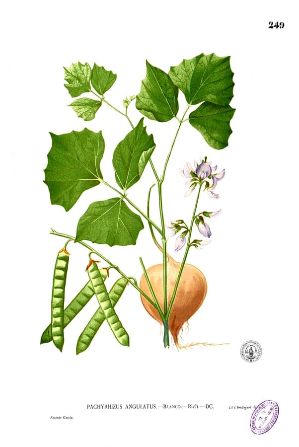 Jicama-Pflanze mit grosen dreilappigen Blattern und Kletterranken