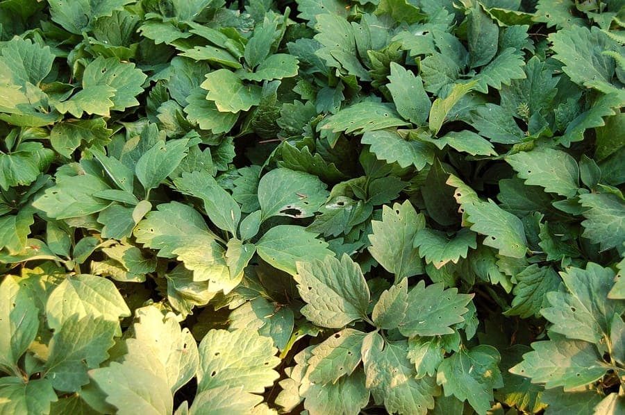 Pachysandra procumbens as low-growing groundcover under trees with green foliage