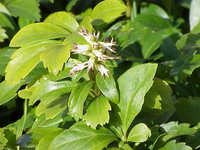 Japanese pachysandra leaves with flowers