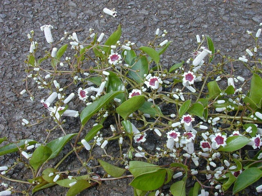 Skunkvine plant with green leaves and white flowers