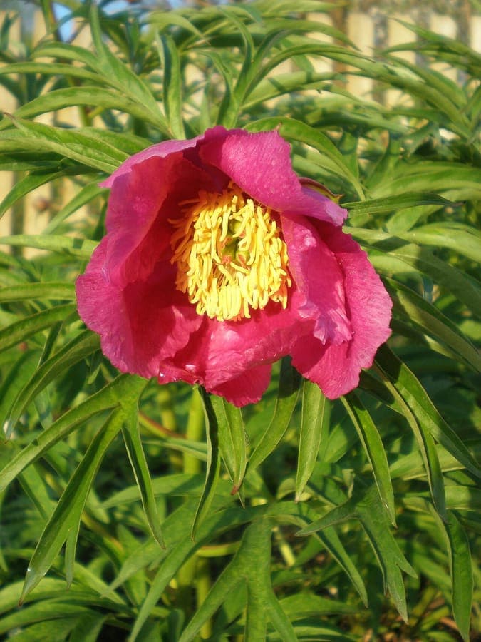 Siberian peony with full pink-red flowers in full bloom