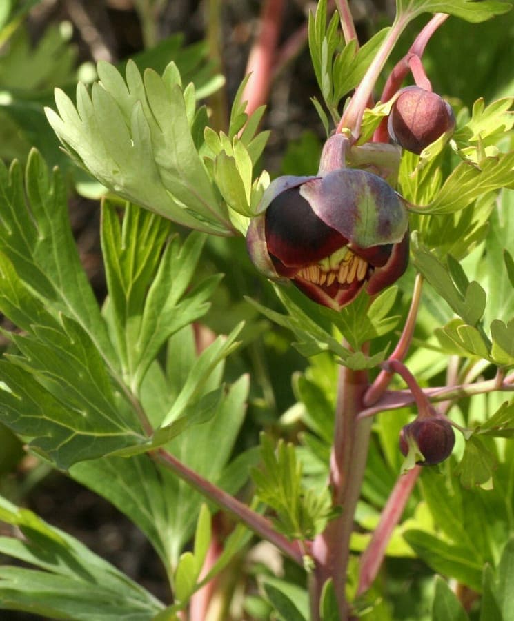 Spectacular deep red Paeonia californica flowers in full bloom