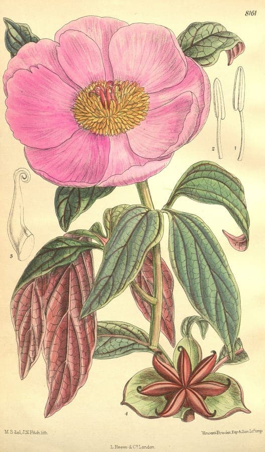 Prachtige roze bloemen van Paeonia cambessedesii in volle bloei