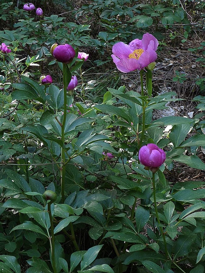 Paeonia coriacea displaying red flowers and glossy leathery foliage