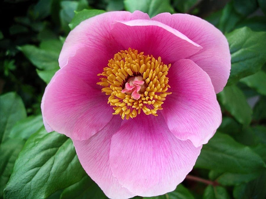 Paeonia corsica compact plant displaying red flowers in full bloom