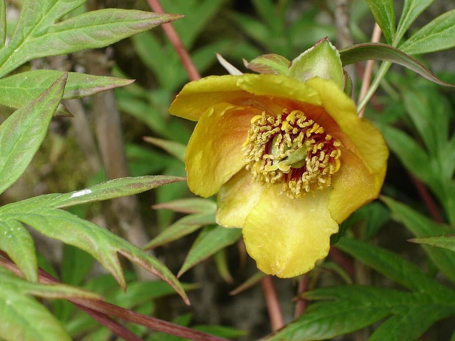Yellow flower of peony with delicate petals