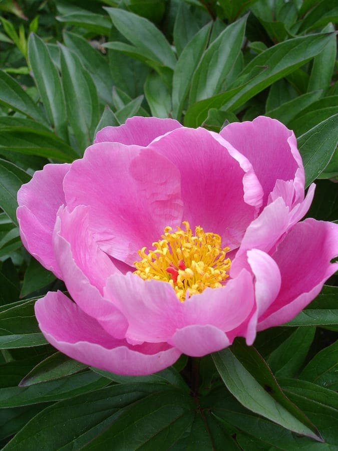 Lush pink garden peony in full bloom in a sunny border