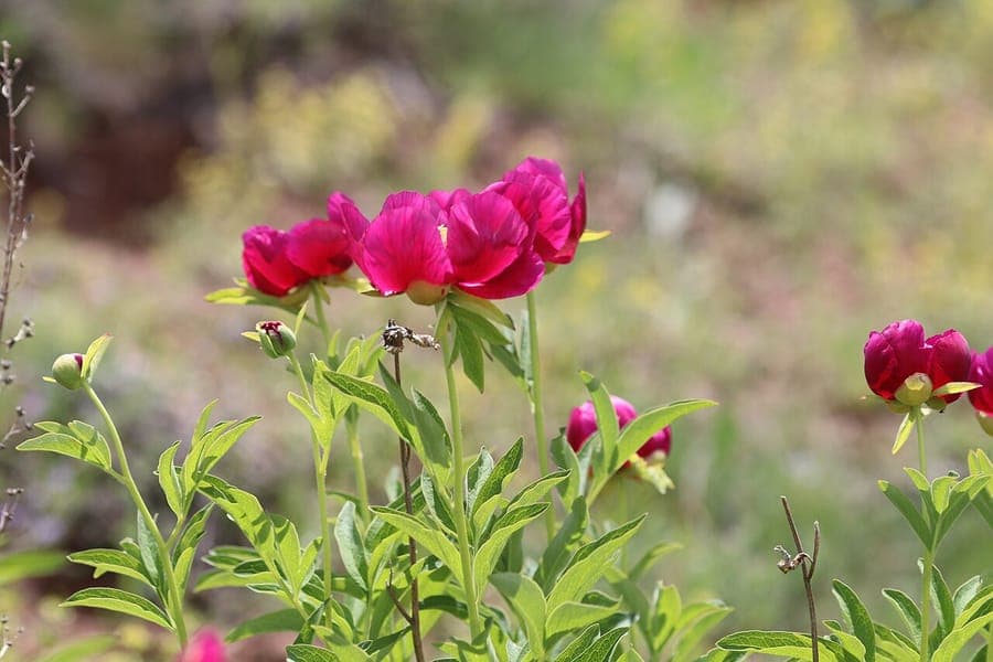 Coral peony in full bloom in a sunny garden with deep purple flowers and lush green foliage